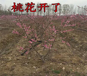 山东聊城新品种梨树苗育苗基地在什么地方图片4