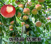 四川巴中卖的杏树多少钱杏树在什么地方图片5