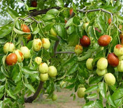 云南迪庆卖的新品种梨树多少钱新品种梨树在什么地方图片1