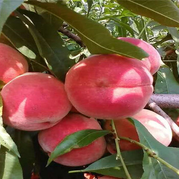 新疆哈密新品种梨树苗哪里卖的好、新品种梨树苗哪里卖的便宜