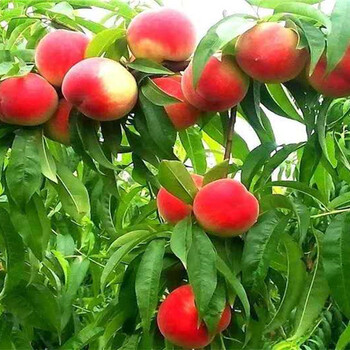 四川广安卖的新品种果树多少钱新品种果树在什么地方