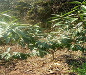 河南许昌新品种板栗树苗哪里卖的好、新品种板栗树苗哪里卖的便宜图片5