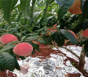 云南曲靖新品种梨树苗卖给你想要的新品种梨树苗价格图片2
