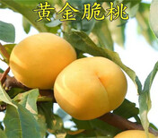四川雅安2年新品种梨树苗多少钱、3年新品种梨树苗近期报价图片5