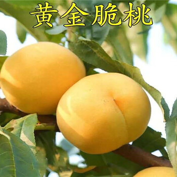 江苏无锡2年板栗树苗哪里有卖_板栗树苗种植基地价格