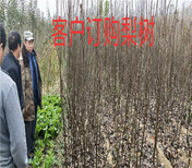 云南迪庆卖的新品种梨树多少钱新品种梨树在什么地方图片0