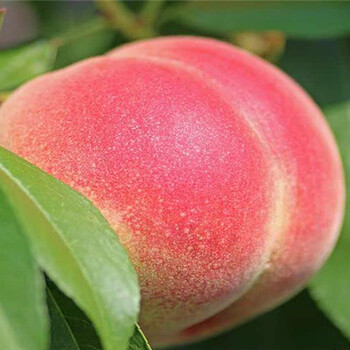 新品种梨树育苗基地_白城卖的新品种梨树多少钱一棵