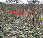 枣树育苗基地_自贡卖的枣树多少钱一棵图片3