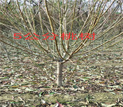 新品种黄金奈李子树苗哪里卖的好、3年黄金奈李子树苗主产区价格图片3