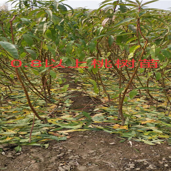 云南昭通新品种柿子树苗哪里卖的好、新品种柿子树苗哪里卖的便宜