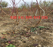 云南迪庆卖的新品种梨树多少钱新品种梨树在什么地方图片4