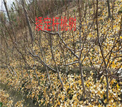 无花果树育苗基地_乌鲁木齐卖的无花果树多少钱一棵图片4