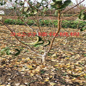 新品种梨树育苗基地_保山卖的新品种梨树多少钱一棵