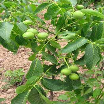 菏泽晚秋梨树育苗基地_晚秋梨树能卖多少钱一棵