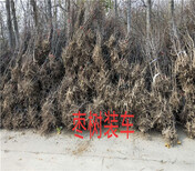 河南许昌新品种板栗树苗哪里卖的好、新品种板栗树苗哪里卖的便宜图片1