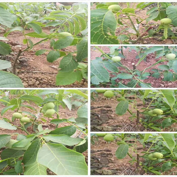 武威5年蓝莓树育苗基地_新品种5年蓝莓树卖多少钱一株
