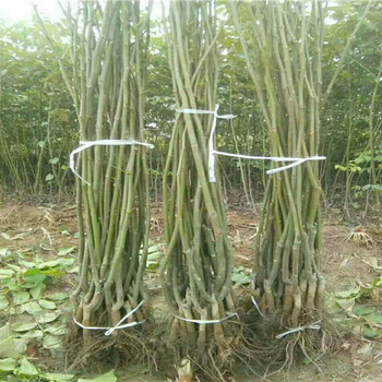 湖南常德2年嫁接梨树苗哪里有卖_嫁接梨树苗种植基地价格