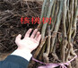 新疆乌鲁木齐卖的板栗树多少钱板栗树在什么地方