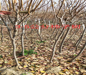 西梅李子树育苗基地_河池卖的西梅李子树多少钱一棵图片1