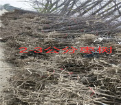 哪里卖葡萄树苗新疆新疆有多少钱(基地)送货价格图片3