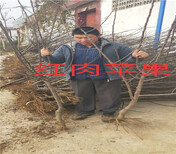陕西汉中卖的甜蜜蓝宝石葡萄树多少钱甜蜜蓝宝石葡萄树在什么地方图片3