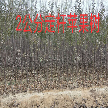 湖南衡阳2年板栗树苗哪里有卖_板栗树苗种植基地价格