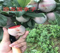 山西忻州2年晚秋梨树苗哪里有卖_晚秋梨树苗种植基地价格