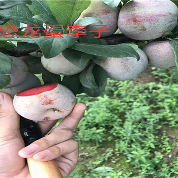 新品种梨树哪里有卖_许昌卖的新品种梨树多少钱一棵