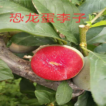 甘肃5年蓝莓树育苗基地_5年蓝莓树能卖多少钱一棵