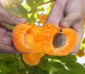 杏树哪里有卖_吉安卖的杏树多少钱一棵图片3