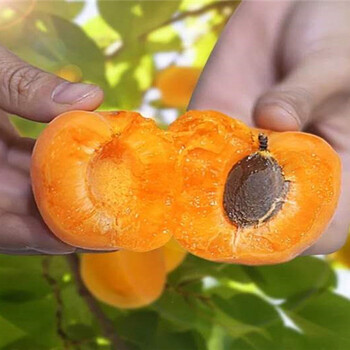杏李子树哪里有卖_揭阳卖的杏李子树多少钱一棵