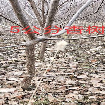 西梅李子树育苗基地_武汉卖的西梅李子树多少钱一棵