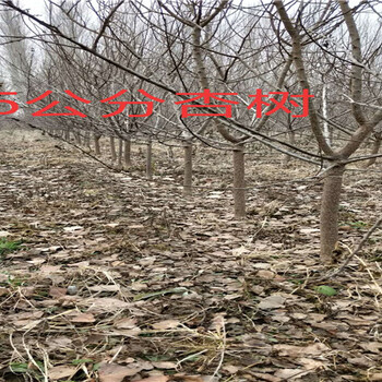 杏树育苗基地_鄂州卖的杏树多少钱一棵