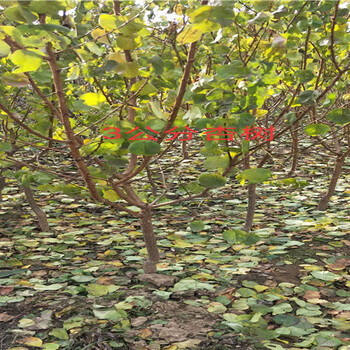 浙江湖州卖的杏李子树多少钱杏李子树在什么地方