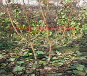 西双版纳蓝莓树苗育苗基地_蓝莓树苗能卖多少钱一棵图片3