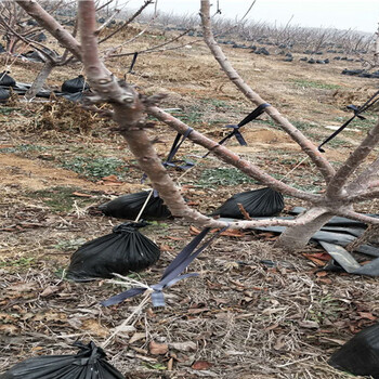 秋月梨树育苗基地_安阳卖的秋月梨树多少钱一棵