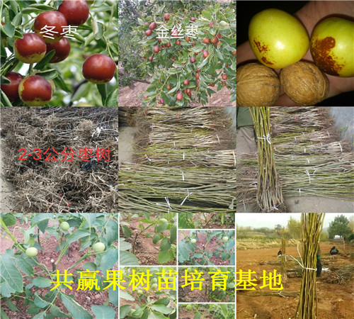 哪里油2公分梨树新品种出售、2公分梨树新品种种植介绍