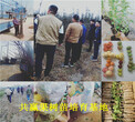 迁安草莓苗基地近期-冬季草莓苗主产区在哪里