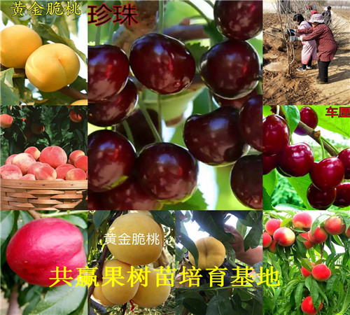 大红枣树苗种植介绍、3年大红枣树苗哪里便宜