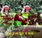 章姬草莓苗哪里卖、章姬草莓苗新品种价格