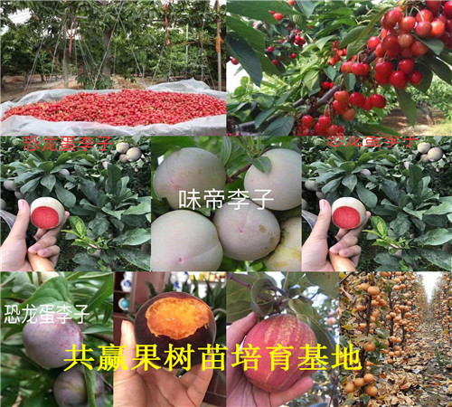 大红枣树苗种植技术、2年大红枣树苗哪里便宜