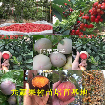 大红枣树苗种植技术、2年大红枣树苗哪里便宜