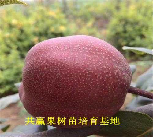 2公分梨树新品种种植技术、2公分梨树新品种哪里便宜