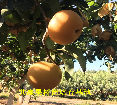 哪里油4公分梨树新品种出售、4公分梨树新品种品种介绍