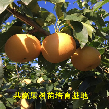 2公分梨树新品种种植技术、2公分梨树新品种哪里便宜