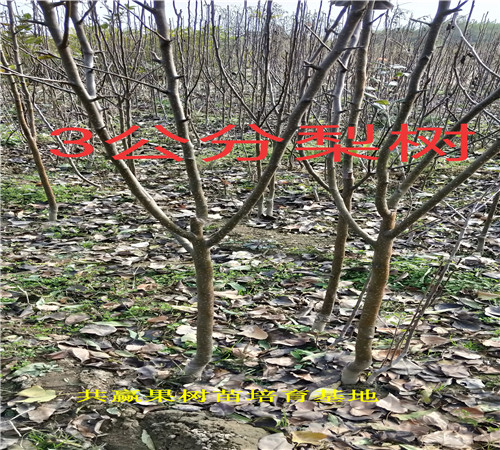 5年秋月梨树种植介绍、5年秋月梨树哪里便宜