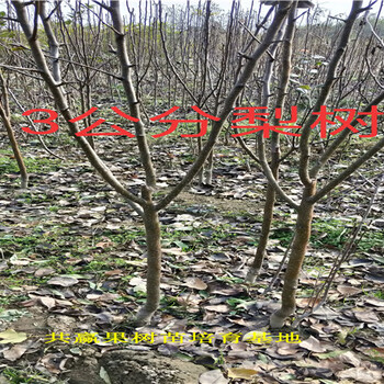 4公分嫁接梨树种植效益、4公分嫁接梨树哪里便宜