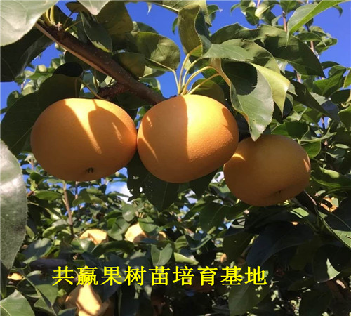 5年梨树新品种亩产多少斤、5年梨树新品种哪里便宜