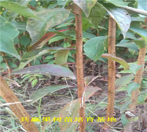 法兰西李子树苗哪里便宜、5公分法兰西李子树苗种植介绍
