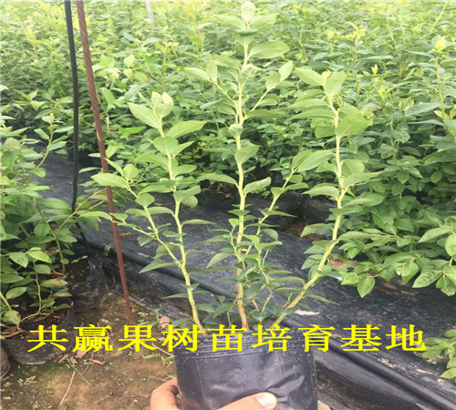 安徽黄山蓝莓苗育苗基地_新品种蓝莓苗卖多少钱
